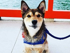 ボク、いけてるでしょ？　顔がハート形の保護犬「パン」