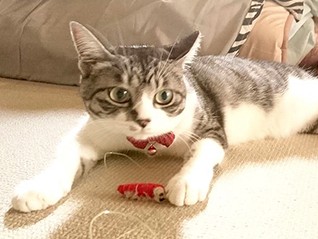 投げたおもちゃを取ってくる“芸達者”の猫　実家は大盛り上がり