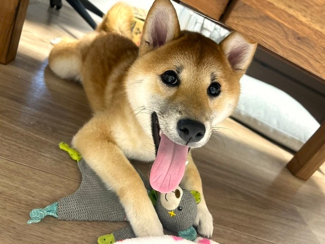 「ポイ捨てやめて」と訴えた飼い主さん。「大切な家族の一員に誤食をさせて注目されたい飼い主なんかいないです…」（画像提供：柴犬ぱん さん）