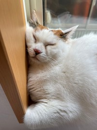 多くの人を笑かしてくれたミケちゃん。実はケガをした捨て猫だった（提供写真）