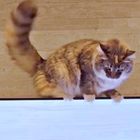 猫のための動画に興味津々のここちゃん（画像提供：mycsさん）