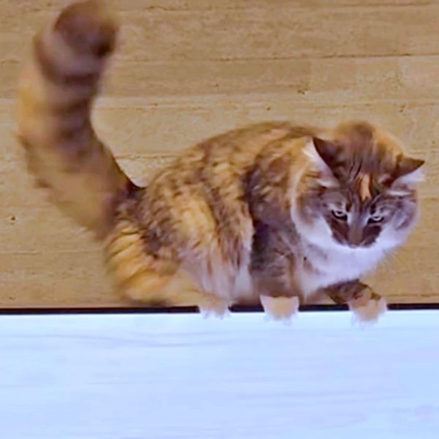 猫のための動画に興味津々のここちゃん（画像提供：mycsさん）