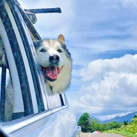 車でお散歩した帰り、笑顔を見せるハウルくん（画像提供：ゆきまるさん）