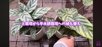 新しい苗の葉（左）と1年間植え替えなしで育てた苗の葉（右） ／「くまパン園芸 KOBI's Houseplants Life」（@kumapan）提供