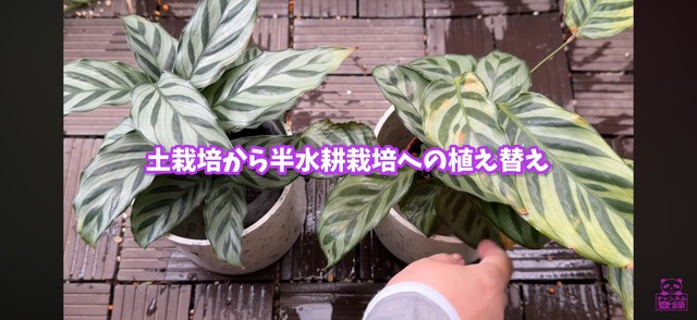 新しい苗の葉（左）と1年間植え替えなしで育てた苗の葉（右） ／「くまパン園芸 KOBI's Houseplants Life」（@kumapan）提供