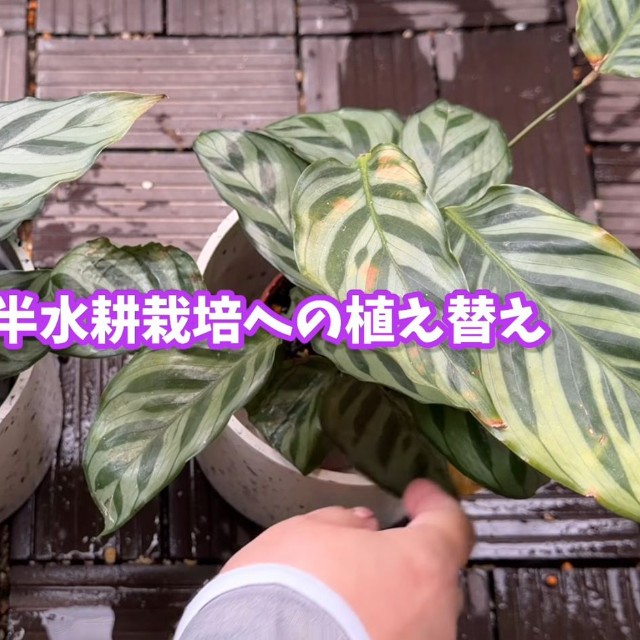 新しい苗の葉（左）と1年間植え替えなしで育てた苗の葉（右） ／「くまパン園芸 KOBI's Houseplants Life」（@kumapan）提供