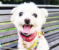 ついにるるちゃんの元に「うちにおいで」の声が