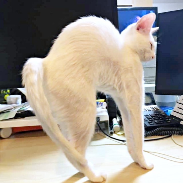 見事な『ボニャール』ポーズになるトーイちゃん（画像提供：安田武史さん）