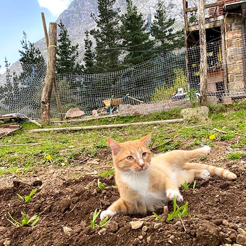 大自然に立つ家に暮らすため遊び場もいっぱい。苗を植えたばかりの畑への侵入もご愛嬌！？