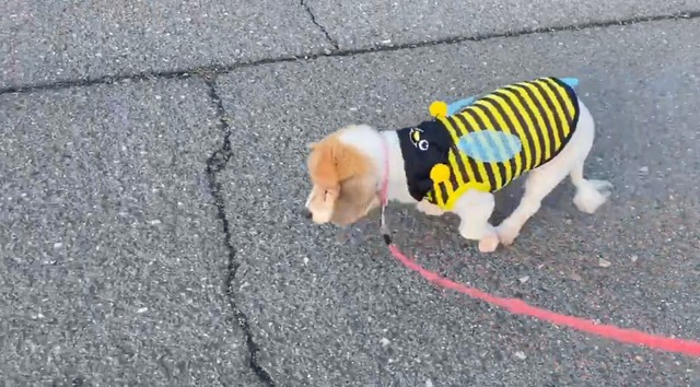 散歩中、てくてく歩くひめちゃん。道路の割れ目までやって来ると…（画像提供：ひめたそ 17歳ミックス犬さん）