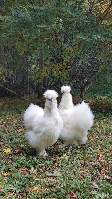 鶏ってこんなにカッコよかったっけ？？」「これは若冲…」日本鶏の写真