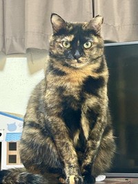 女の子なのにイケニャンな表情も見せてくれる、サラミちゃん