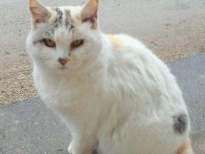 学校猫「たま」忘れないよ　１８年愛されて、校庭に墓標