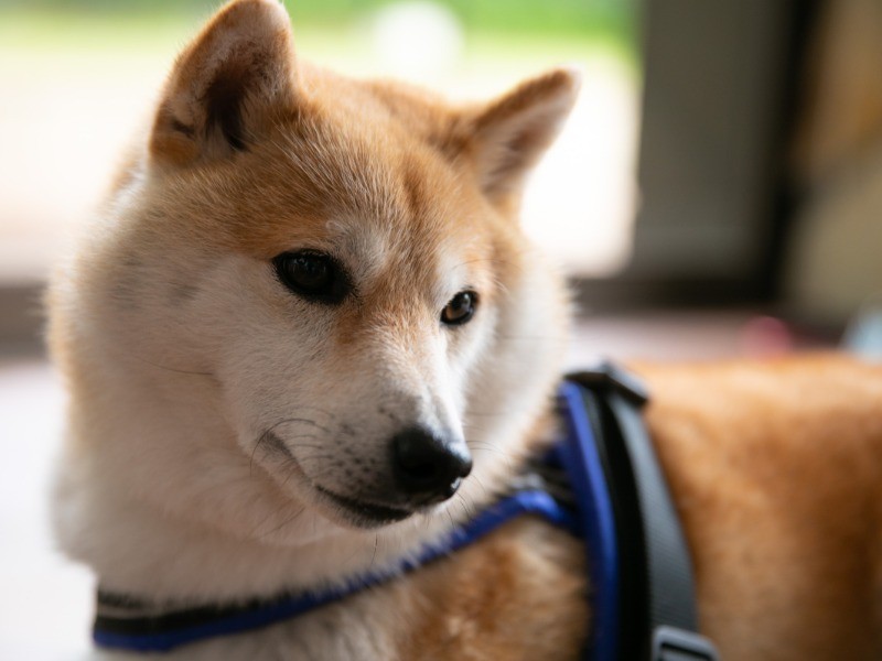 後藤さん夫妻の食事を待つだいふくくん。レストランにもリードフックが設置されている