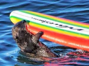 サーフボードを乗っ取ったのは…　かわいい動物にも野生の一面　問われるヒト側の対応