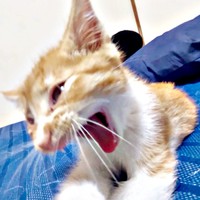 ニャー！ 生後2カ月、少しずつ元気を取り戻していった縁くん（画像提供：【かんざき屋】じゃきちゃんさん）