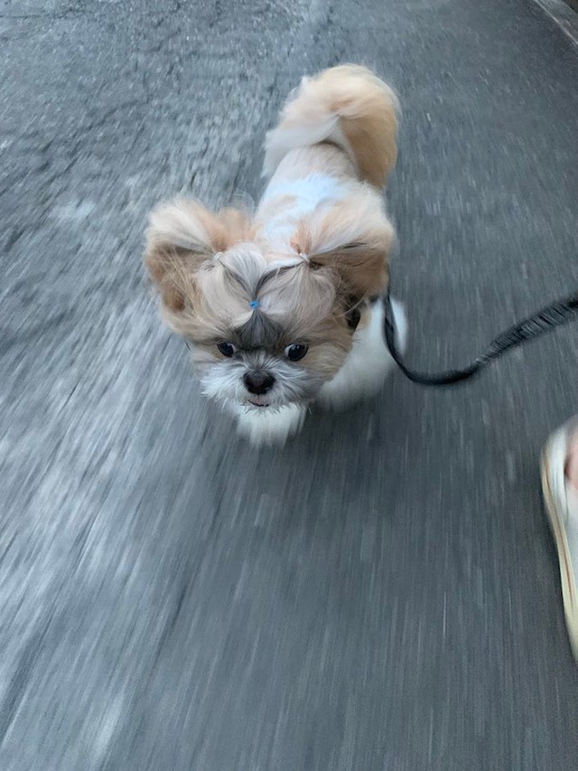 シュババババッ！見えない速度でお散歩するこじろうくん（提供：こじろうのかいぬしさん）