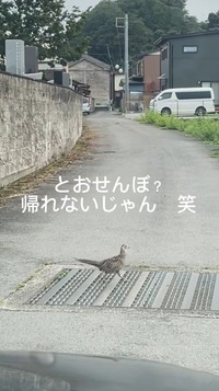 キジさんがとおせんぼ…一体何が？（「セブン‐イレブンさくら喜連川店」さん提供、Instagramよりキャプチャ撮影）