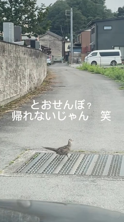 キジさんがとおせんぼ…一体何が？（「セブン‐イレブンさくら喜連川店」さん提供、Instagramよりキャプチャ撮影）
