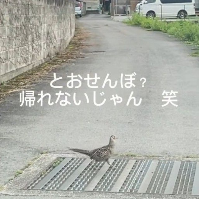 キジさんがとおせんぼ…一体何が？（「セブン‐イレブンさくら喜連川店」さん提供、Instagramよりキャプチャ撮影）