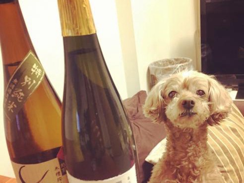 酒蔵で元気な看板犬と出会う！　愛犬ぷりぷりはお留守番でご満悦