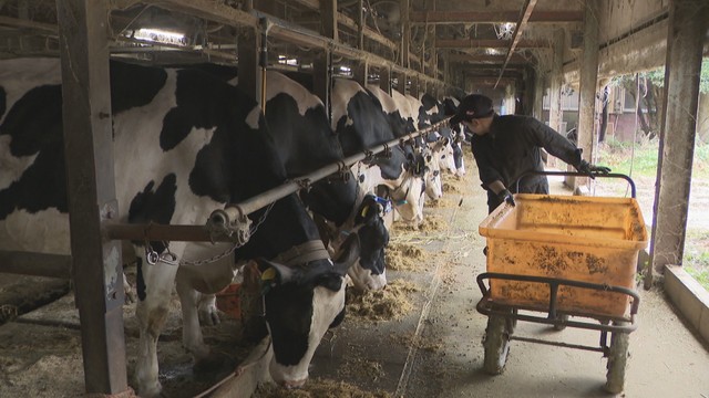 【解説】コメ価格高騰の陰で「飼料用米」は減産の見込み　畜産農家への影響は　岡山