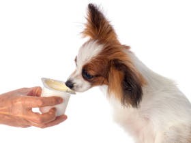 犬にヨーグルトをあげても大丈夫？　獣医師に聞く、あげ方のポイントとアドバイス
