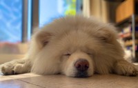 ぐでーんと床にねそべるたすけくん（たすけのかあさんTwitterより）