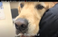 「烈くんは命を繋ぐヒーローだよ」（動画からキャプチャー／提供：れつれつゴールデンレトリバーさん）