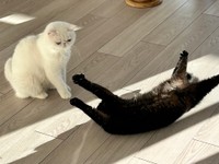 気がつくとどこでもおへそを出して寝転ぶかげちゃんとそれをみるこてつくん（提供：こてつくんとかげつちゃんさん）