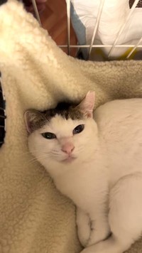 水戸さんのお宅に迎えられ、すぐに甘えん坊の顔を取り戻したりっちゃん。リラックスした姿で水戸さんを見つめる瞳にほっこり…（動画からキャプチャー／提供：コンドリア水戸さん）