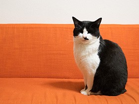 元野良猫「ぽんた」が残した小さな赤い染み　あの日の判断を後悔（24）