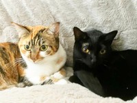 先住猫のひなちゃん（左）と向かい合ってくつろぐてまりちゃん（右）（画像提供：ひなてまリンさん）