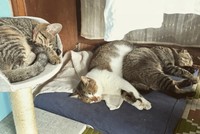 左からトラ、シロ、クロ。たまに喧嘩するけど仲良し家族です（ようのすけさん提供）