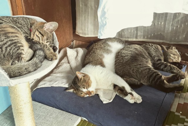 左からトラ、シロ、クロ。たまに喧嘩するけど仲良し家族です（ようのすけさん提供）