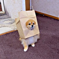 「段ボール犬、卒業しました」 2025年9月、紙袋犬デビューしたニコリちゃん（画像提供：ニコリ （ポメラニアン）さん）