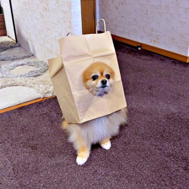 「段ボール犬、卒業しました」 2025年9月、紙袋犬デビューしたニコリちゃん（画像提供：ニコリ （ポメラニアン）さん）