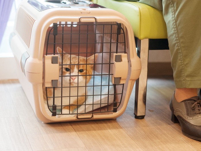 「この待合室で、飼い主さん、看護師さん、動物たち、みんなよくしゃべるんだ」（小林写函撮影）