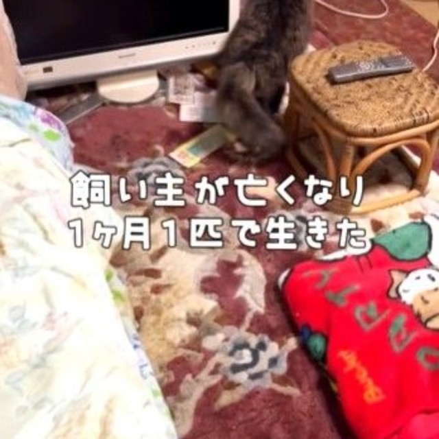 飼い主が亡くなり、1カ月1匹で生きた高齢猫が話題に(「しあわせにゃん家」さん提供、Instagramよりキャプチャ撮影)