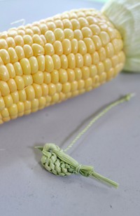 トウモロコシの皮で編まれた鳥／inoriさん（@kusabanaasobi）提供