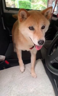 【ビフォー】「お散歩に出かけるの、うれしいな！」この表情が…／柴犬コロとA君の平凡な日常さん（@a_kun.koro）提供
