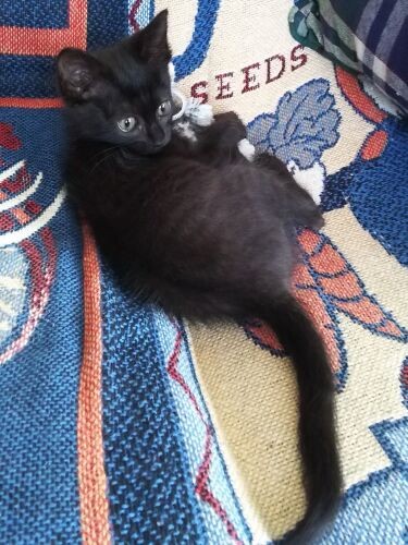 真弓さんの長男が保護した先住猫アリソンの子猫時代。名前は“可愛くてかっこいい”陸上のアリソン・フェリックス選手から。猫のアリソンも動きは俊敏（真弓さん提供）