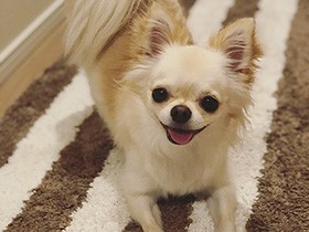 雨の日、おうちで大好きなボール遊び　チワワの「ノア」