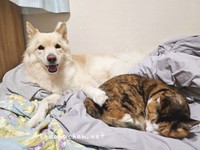 寄り添う姿にきゅん♡（左から）つるちゃん、テツ子ちゃん（画像提供：雑種犬つるちゃんと猫さん）