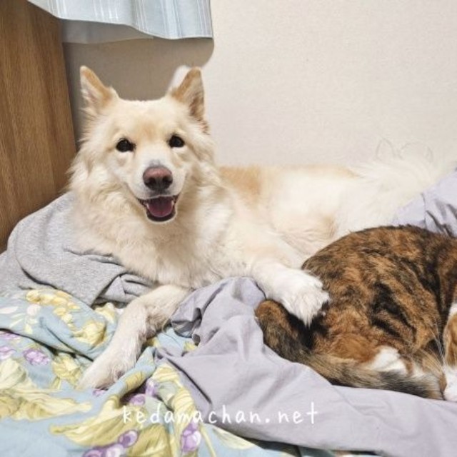 寄り添う姿にきゅん♡（左から）つるちゃん、テツ子ちゃん（画像提供：雑種犬つるちゃんと猫さん）