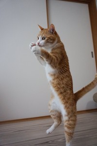 「ボクシング、本気の構えはこうするのにゃ！」byクウちゃん（提供写真）
