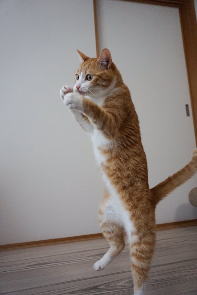 「ボクシング、本気の構えはこうするのにゃ！」byクウちゃん（提供写真）
