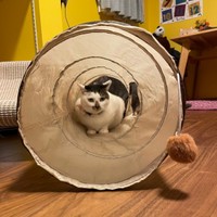 猫用トンネルに入って遊ぶ百ちゃん（画像提供：*ig*さん）