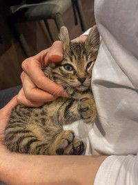 寝かしつけ待ちの猫ちゃん（提供：ねこ大家｜猫のための家づくりさん）