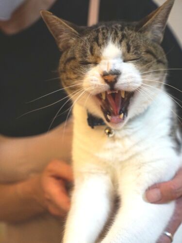 「そしていっぱい家族を笑わせるよ～」